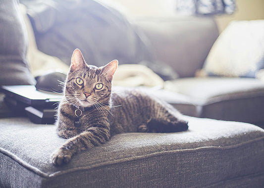 Waarom krabben katten eigenlijk?