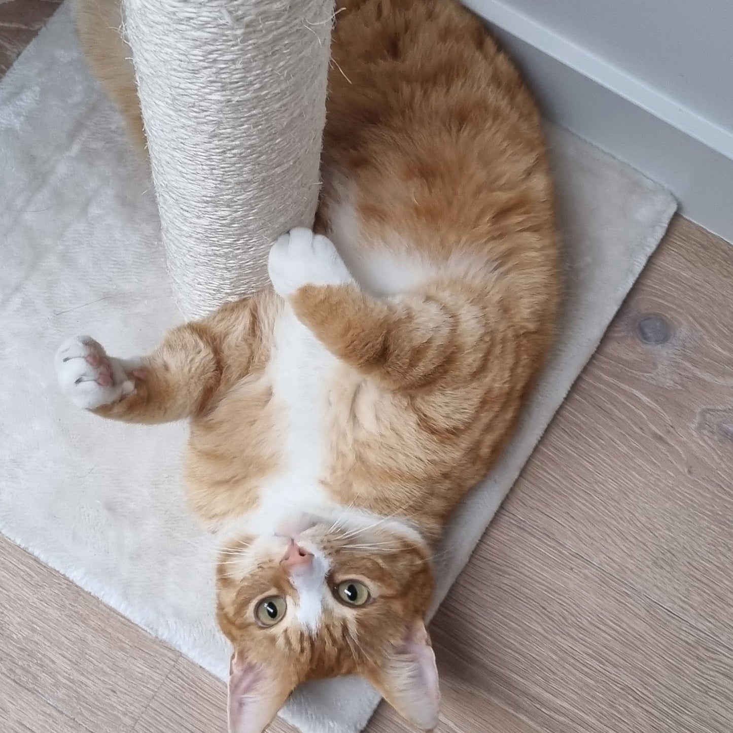 Krabpaal Flip naturel – Bascha | Extra hoog & stevig voor grote katten